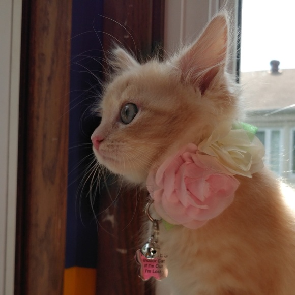 Meet your Posher, Joanne - Picture 1 of 1